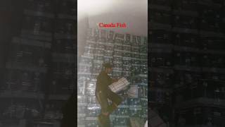 Loyyan pangasius fillet  seafood  canadafish seefishing seefood fillit fishmandi eid bakra [upl. by Guevara]