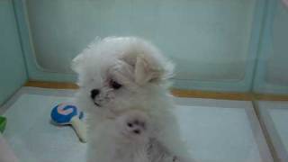 Teacup sized Maltese Puppy Bree [upl. by Andre]