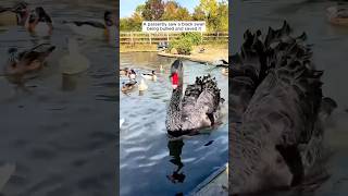 A passerby saw a black swan being bullied and saved it [upl. by Stan]