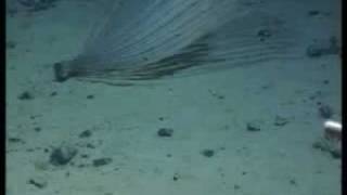 Fauna of Marguerite Bay Antarctica  Gorgonian [upl. by Alard]