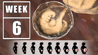 6 Weeks Pregnant  6 Weeks Pregnant Symptoms Advice and Guide for Fetal Development [upl. by Coleville624]