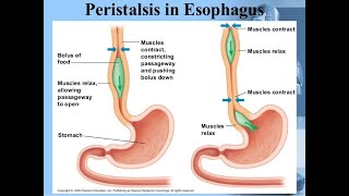 Movement of food when we swallow Peristaltic movement in oesophagus that is food pipe [upl. by Nolte]