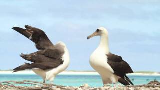 Dancing Laysan Albatrosses [upl. by Ethben]