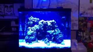 NEW KESSIL A350W LED REVIEW [upl. by Leone602]