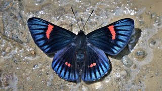 Highlands butterflies from Caranavi Bolivia part2 [upl. by Navy]