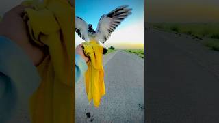 My hand tame pigeon fly babybird [upl. by Noryk]