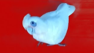 Watch this BEFORE getting a CORELLA PARROT  5 Minutes with a Corella [upl. by Garvin]