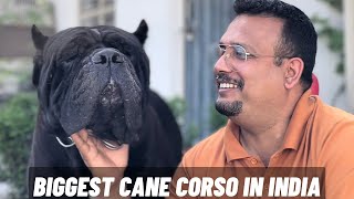 Best Cane Corso dogs in India  इतने saare Cane Corso ek saath 😮😮😮 [upl. by Reece]