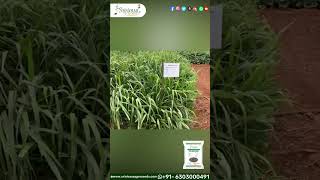 Para GrassBrachiaria Mutica Seeds  Thanneu Suresh  Srinivasa Agro Seeds  qualityseeds desiseed [upl. by Ann]