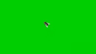 House fly Green screen HD fx effect with sound Green screen insect that MUST WATCH by everyone [upl. by Hibbitts315]