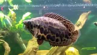 Ctenopoma Actirostre in my quotAfricanquot tank Synodontis Congo Tetras Snakeskin Gourami [upl. by Arihday]