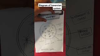 Diagram of haversian system drawing art easydrawing [upl. by Anegal]