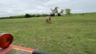 Desensitizing A Scared Horse To A Tractor  Reducing Horse Fear While Building Confidence [upl. by Artina]