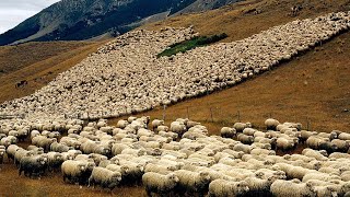 American Ranchers Raise Millions Of Animals IN THE DESERT This Way  Farming Documentary [upl. by Aneel]