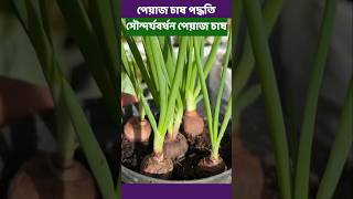 টবে পেঁয়াজ চাষ পদ্ধতি। [upl. by Hiram]