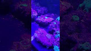 Handling deadly scorpion fish with feeding fishaquarium fishtank saltwateraquarium lionfish [upl. by Boorman858]