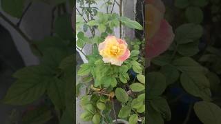 Rose flowers youtub videos garden shotrs ternding [upl. by Teuton]