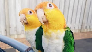 White Bellied Caique Dancing  White Bellied Parrot Talking [upl. by Inele]