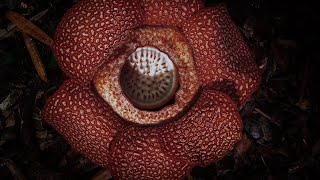 Corpse Flower Stinks of Death I The Green Planet I BBC Earth [upl. by Atinit184]