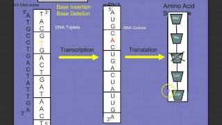 Introduction to Protein Synthesis [upl. by Hsemar]