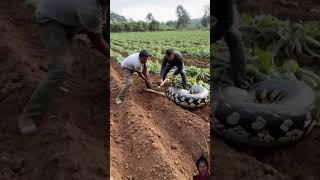 😮 snack 🥨 attacks and eats dog on farm far please meri video Aashi lagi to like share comment kar [upl. by Notluf]