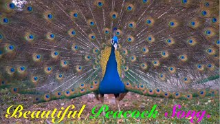 Beautiful Peacock Song [upl. by Phelan]