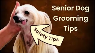 17 year old Senior Dog Grooming Tips [upl. by Nodyarg]