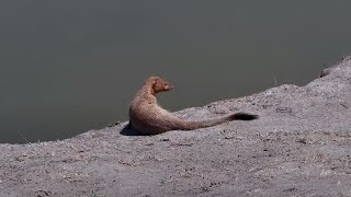 Common slender mongoose Herpestes sanguineus at Nkorho Bush Lodge  africam  exploreorg [upl. by Cutlor]