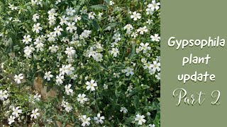 gypsophila updategrow babys breathgpsy plantbabes breathgypsophila flowergypsophila elegance [upl. by Nnylirehs]