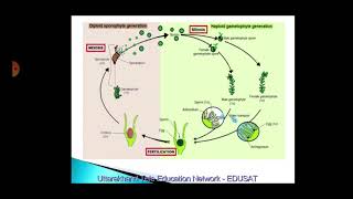 Archegoniates amp Alternation of Generation in Plants [upl. by Ahsela]