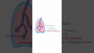 Transpulmonary Pressure  Quick Explanation [upl. by Hsirap691]