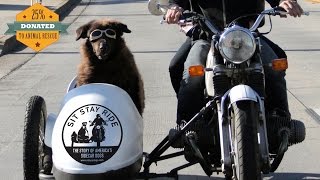 Sit Stay Ride The Story of Americas Sidecar Dogs  Official Trailer [upl. by Nilya]