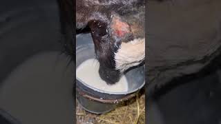 Calf Milk Feeding cow farming dairy [upl. by Yung]