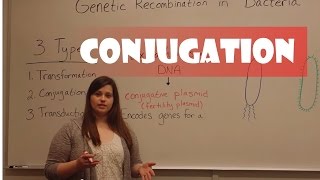 Conjugation in Bacteria [upl. by Joanne]