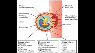 Dr Chikly’s Paradigm Shifts in Embryology PSE  A Clinical and Embodied Embryology Course [upl. by Dorison905]