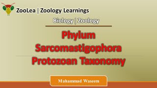 Phylum Sarcomastigophora Protozoan Taxonomy  ZooLea  Lesson 4  Biology Zoology [upl. by Cumine943]