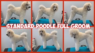 🐩Standard Poodle elegant haircut Grooming my 6 months old Standard Poodle puppy 🐩 [upl. by Svirad675]