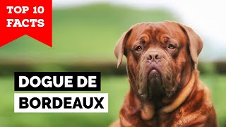 Dogue de Bordeaux  Top 10 Facts [upl. by Tirrell642]