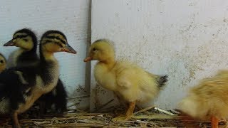 UnBoxing 1000 Ducklings Live Stream [upl. by Helli]