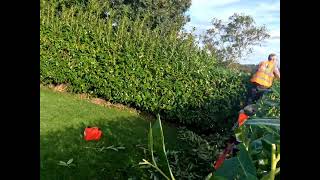 8ft high laurel hedge reduction to 6ft high ✨️🧚✨️👍🌞😁 [upl. by Nortna]