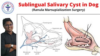 Sublingual Salivary Cyst Dog  Case Report 05 [upl. by Sebastien]