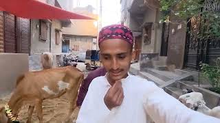 1St Eid Qurbani heavy danger bull 29June2023  Bakra Eid 2023  Cow Mandi [upl. by Ahsita]