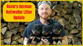 Roxies German Rottweiler Litter Update [upl. by Rolando]