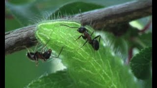 Myrmecophily  Lasius emarginatus atracted by Thecla betulae [upl. by Quintus719]