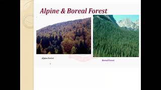 Coniferous Alpine amp Boreal forest [upl. by Airehs633]