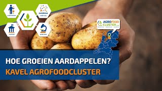 Aardappels  Hoe groeien aardappelen [upl. by Sherman]