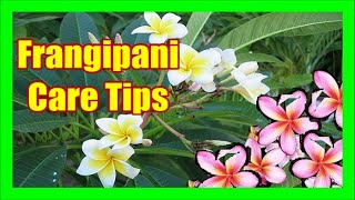 Frangipani Tree Care Plumeria Tree Frangipani Pruning Frangipani Diseases and Fertilizer [upl. by Flann]