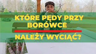 Które pędy przy borówce należy wyciąć a które będą owocować [upl. by Jayson732]