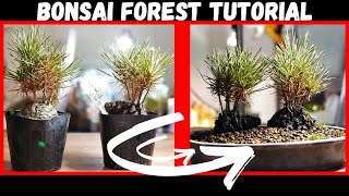 Pine Bonsai Forest Making  Tutorial [upl. by Nnylecoj]