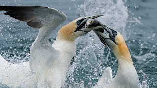 Northern Gannets Dive at Phenomenal Speeds at RSPB Bempton  Wild Travel  Robert E Fuller [upl. by Erasme495]